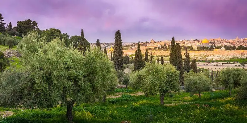 Tudo sobre o sagrado Monte das Oliveiras ‍